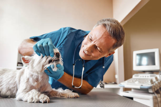 Best Urgent Dental Care in Meridian, CO